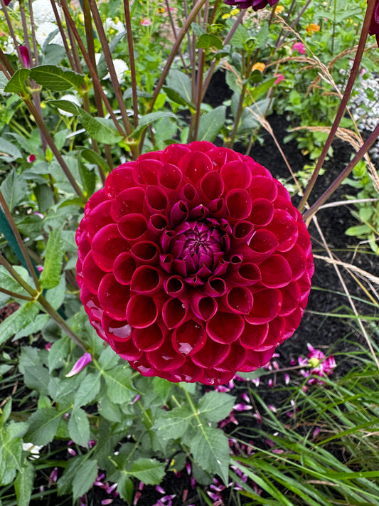 Jessie G Dahlia Tuber