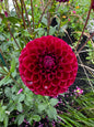 Jessie G Dahlia Tuber