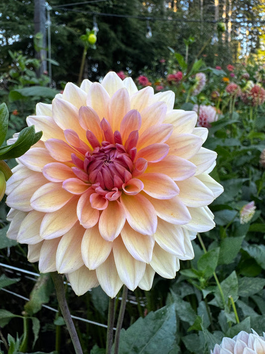 Echo Jose Dahlia Tuber