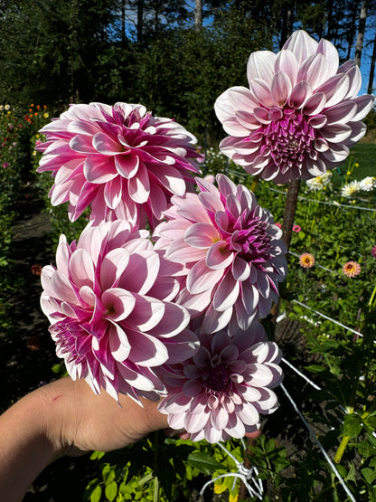 Salish Twilight Girl Dahlia Tuber
