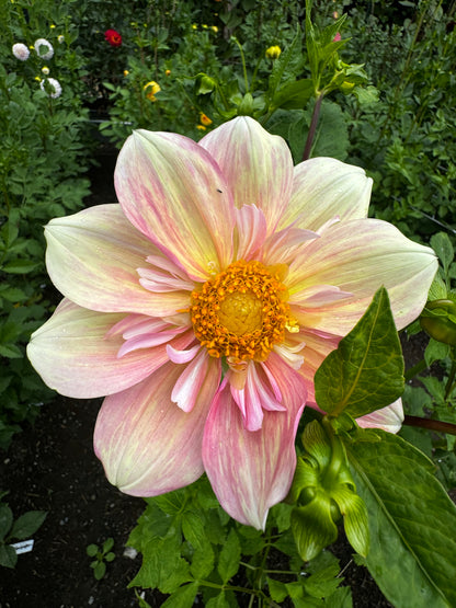 Apple Blossom Dahlia Tuber