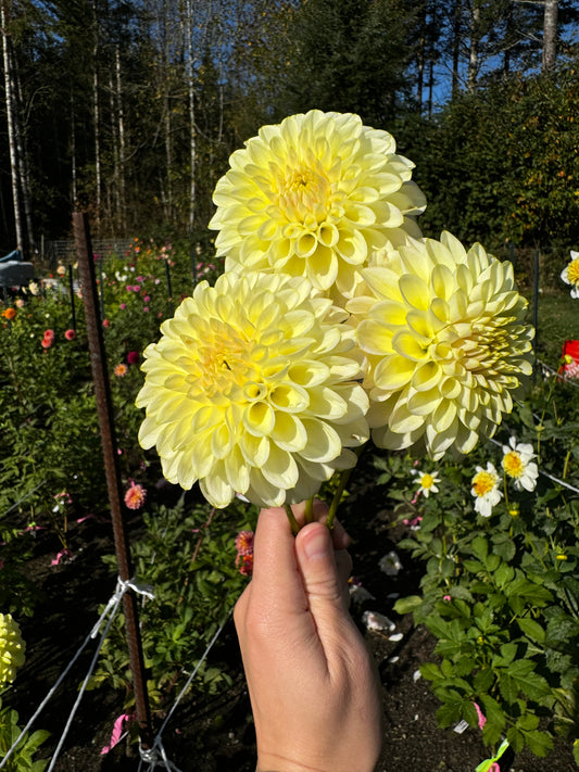 Skipley Moonglow Dahlia Tuber