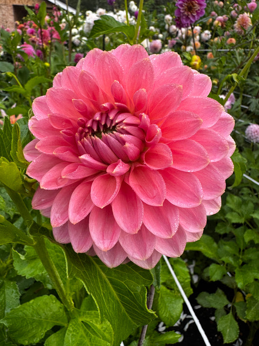 Askwith Minnie Dahlia Tuber Limit 1