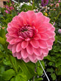 Askwith Minnie Dahlia Tuber Limit 1