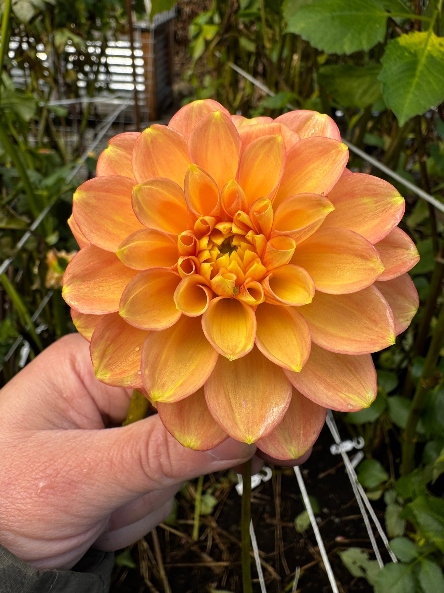 Lakeview Lucky Dahlia Tuber