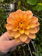 Lakeview Lucky Dahlia Tuber