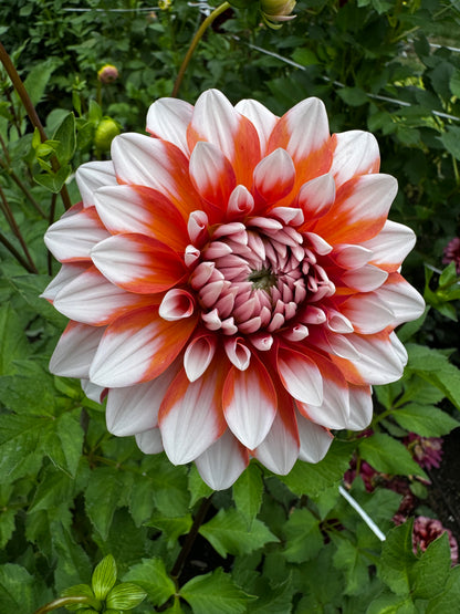A La Mode Dahlia Tuber