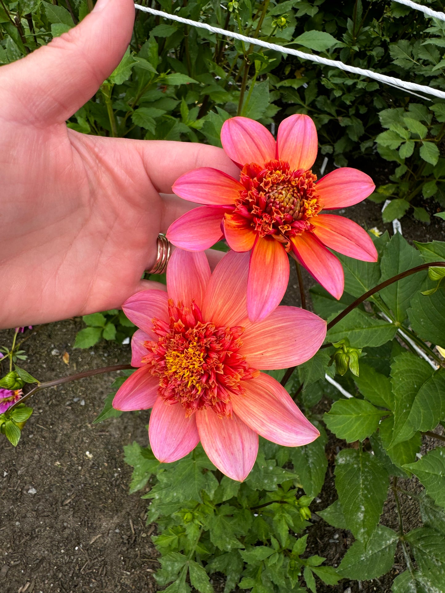Totally Tangerine Dahlia Tuber