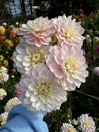Daddy’s Girl Dahlia Tuber