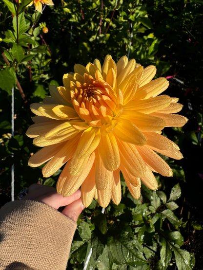 Embrace Dahlia Tuber