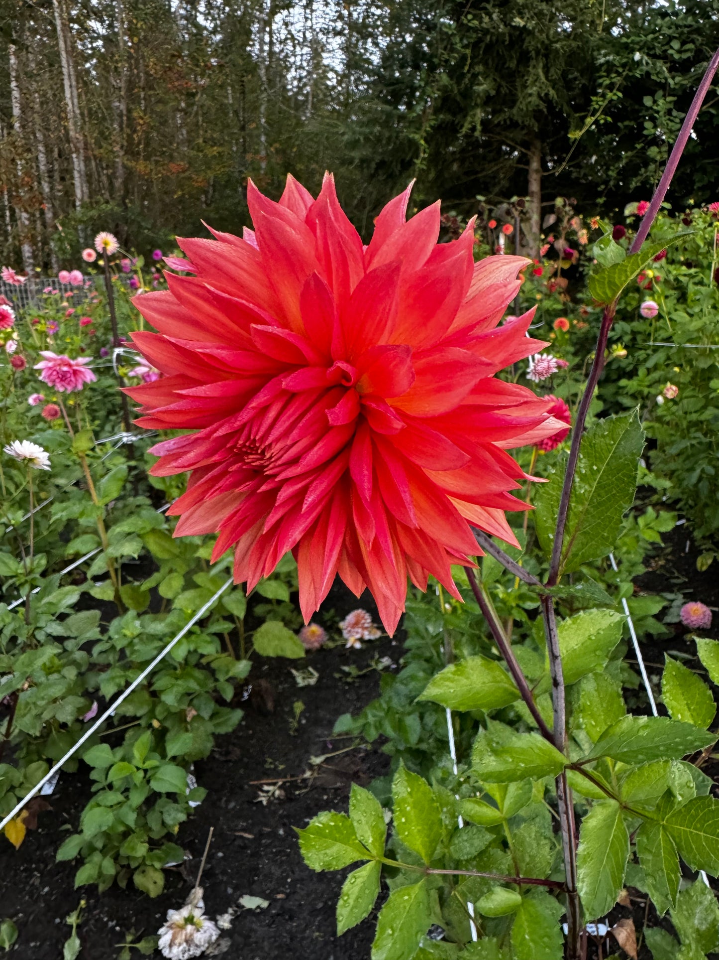 Bloomquist Peach Sorbet Dahlia Tuber