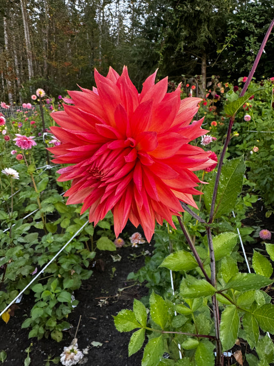 Bloomquist Peach Sorbet Dahlia Tuber