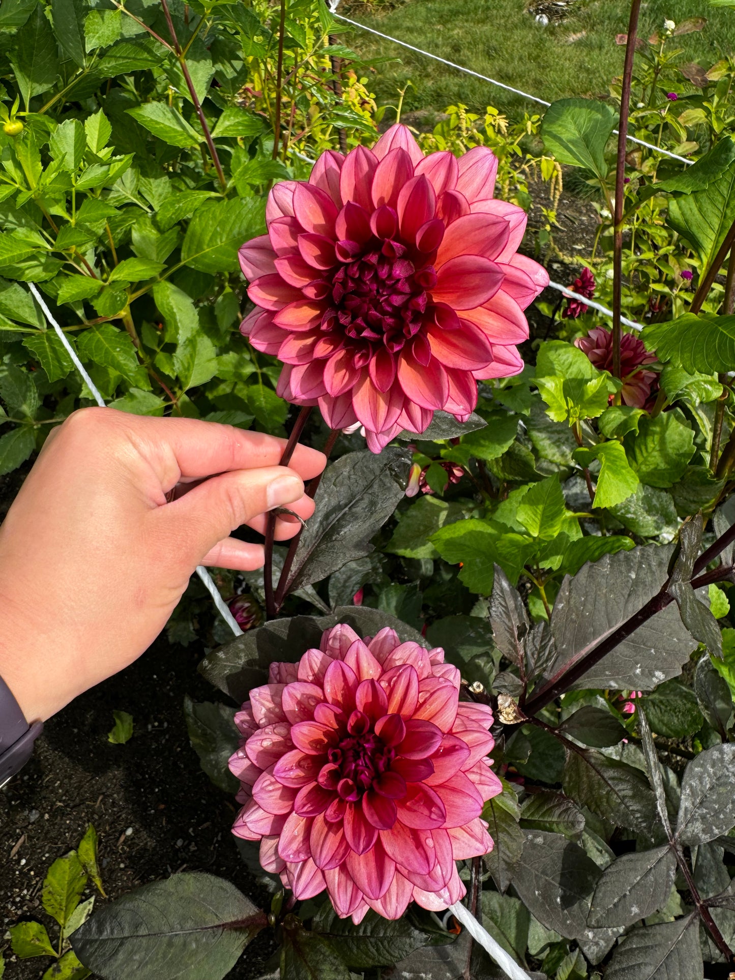Molly Raven Dahlia Tuber Limit 1