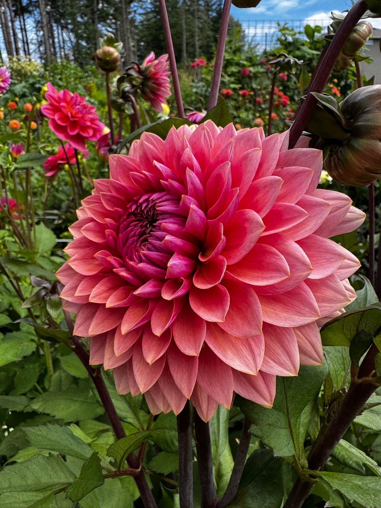 Sweet Sanne Dahlia Tuber