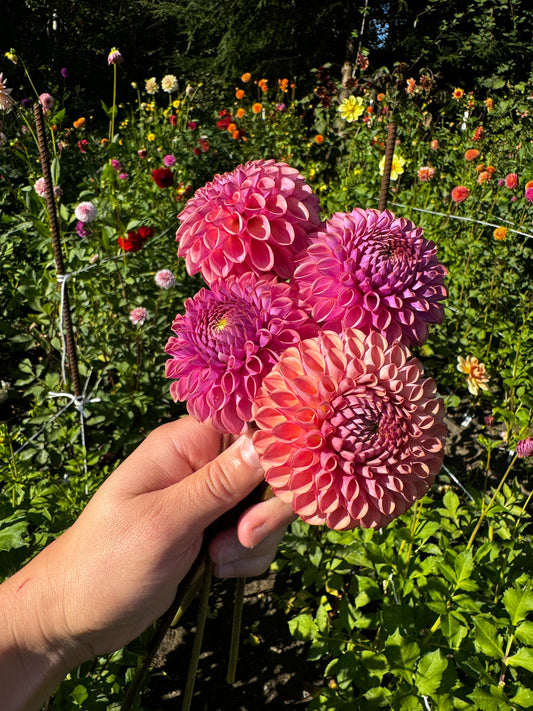 Caitlin’s Joy Dahlia Tuber