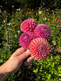 Caitlin’s Joy Dahlia Tuber