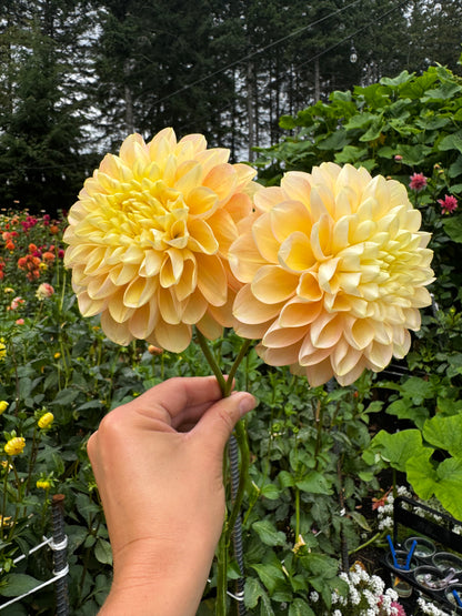 Honeydew Dahlia Tuber