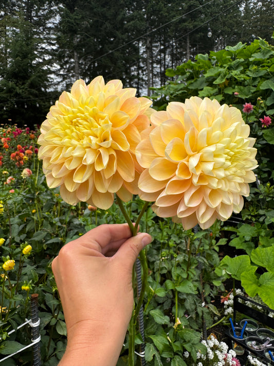 Honeydew Dahlia Tuber