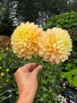 Honeydew Dahlia Tuber