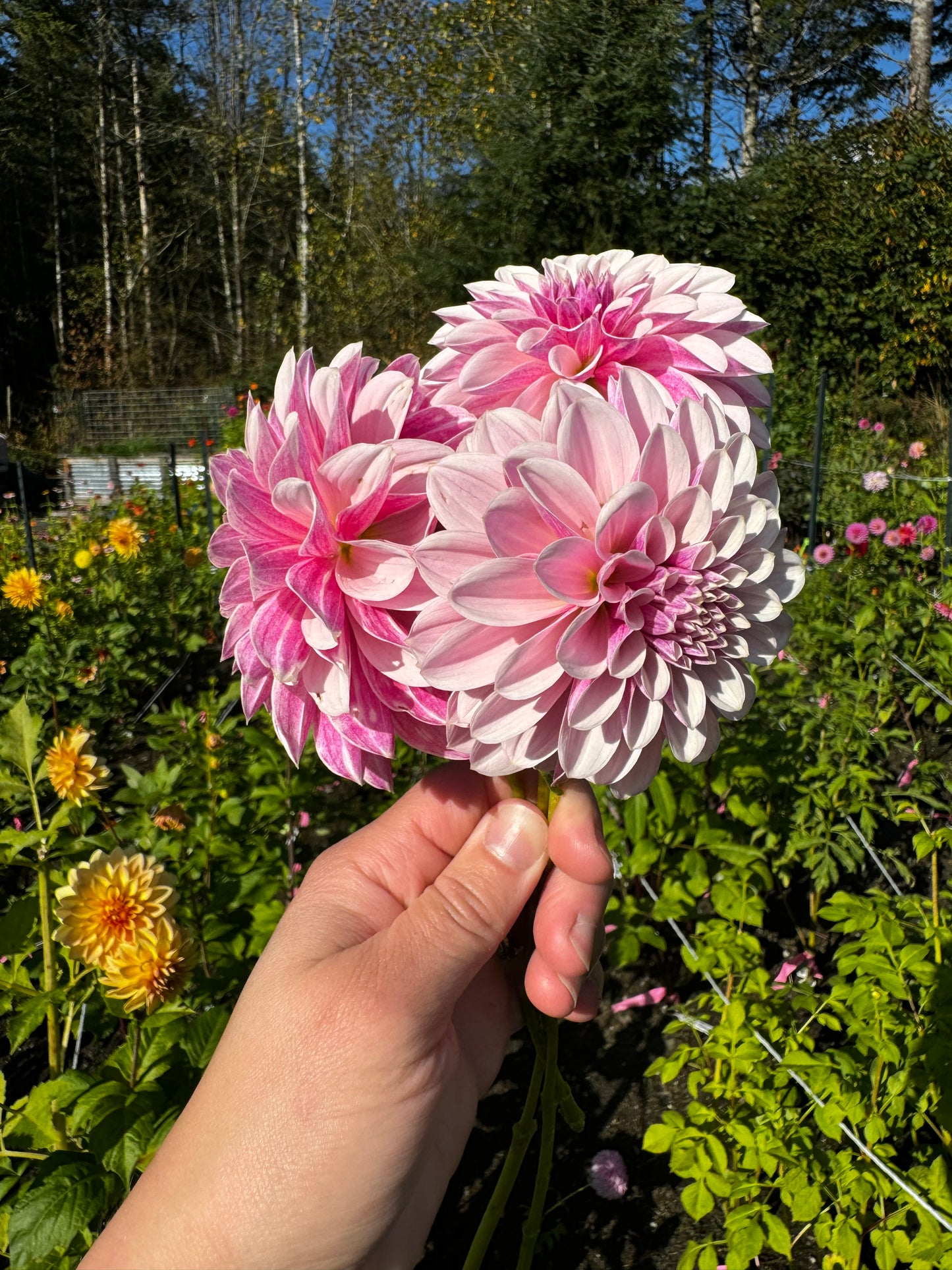 Salish Twilight Girl Dahlia Tuber