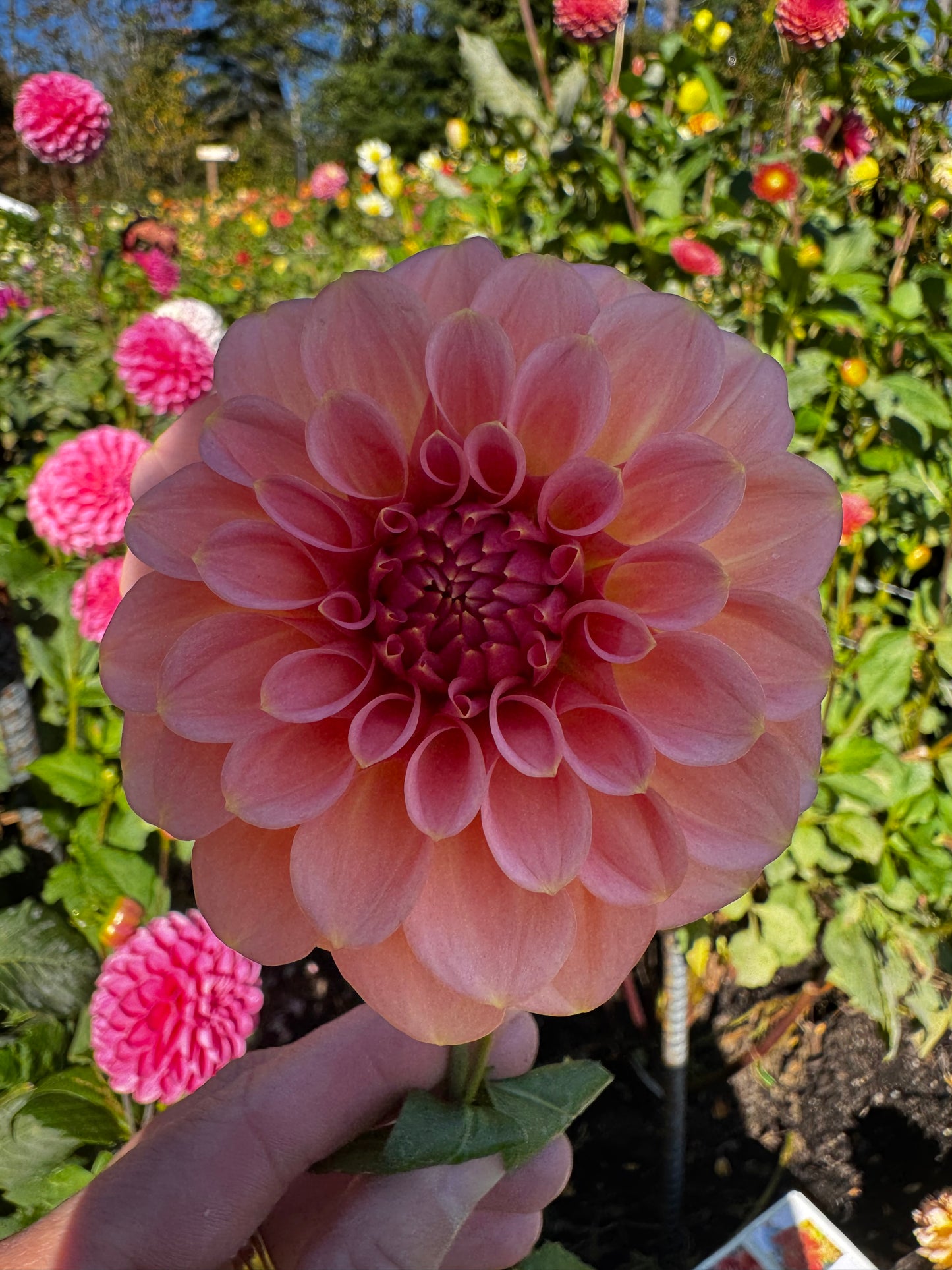 Salmon Kiss Dahlia Tuber Limit 1