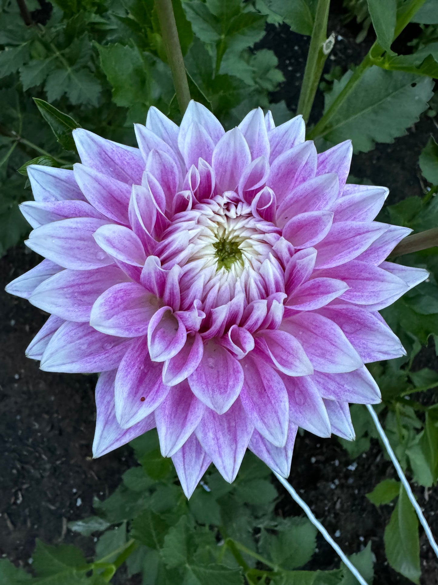 BJ’s Dusty Rose Dahlia Tuber