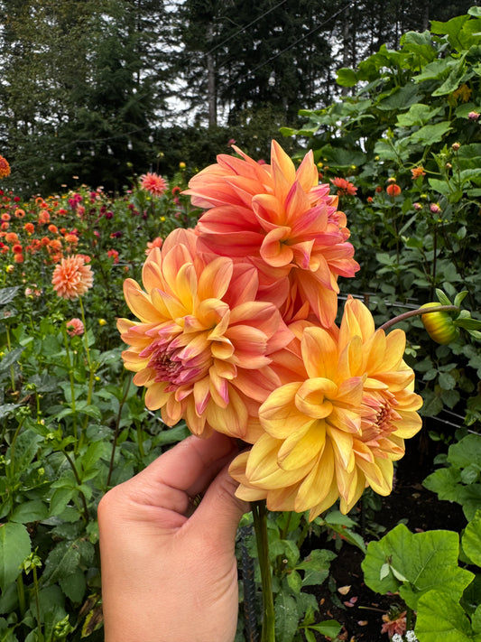 Ace Summer Sunset Dahlia Tuber