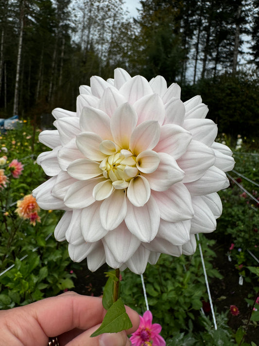 Silver Years Dahlia Tuber