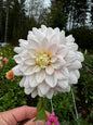 Silver Years Dahlia Tuber