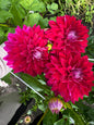 Bradley Aaron Dahlia Tuber