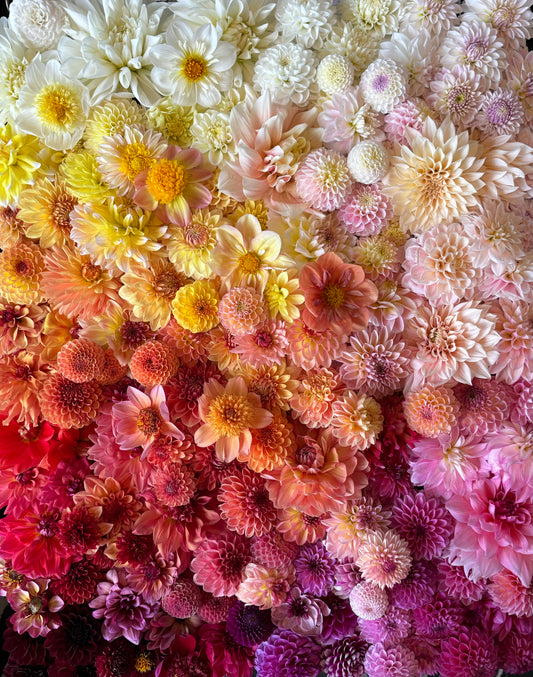 Mystery Dahlia Tuber