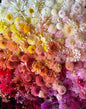 Mystery Dahlia Tuber