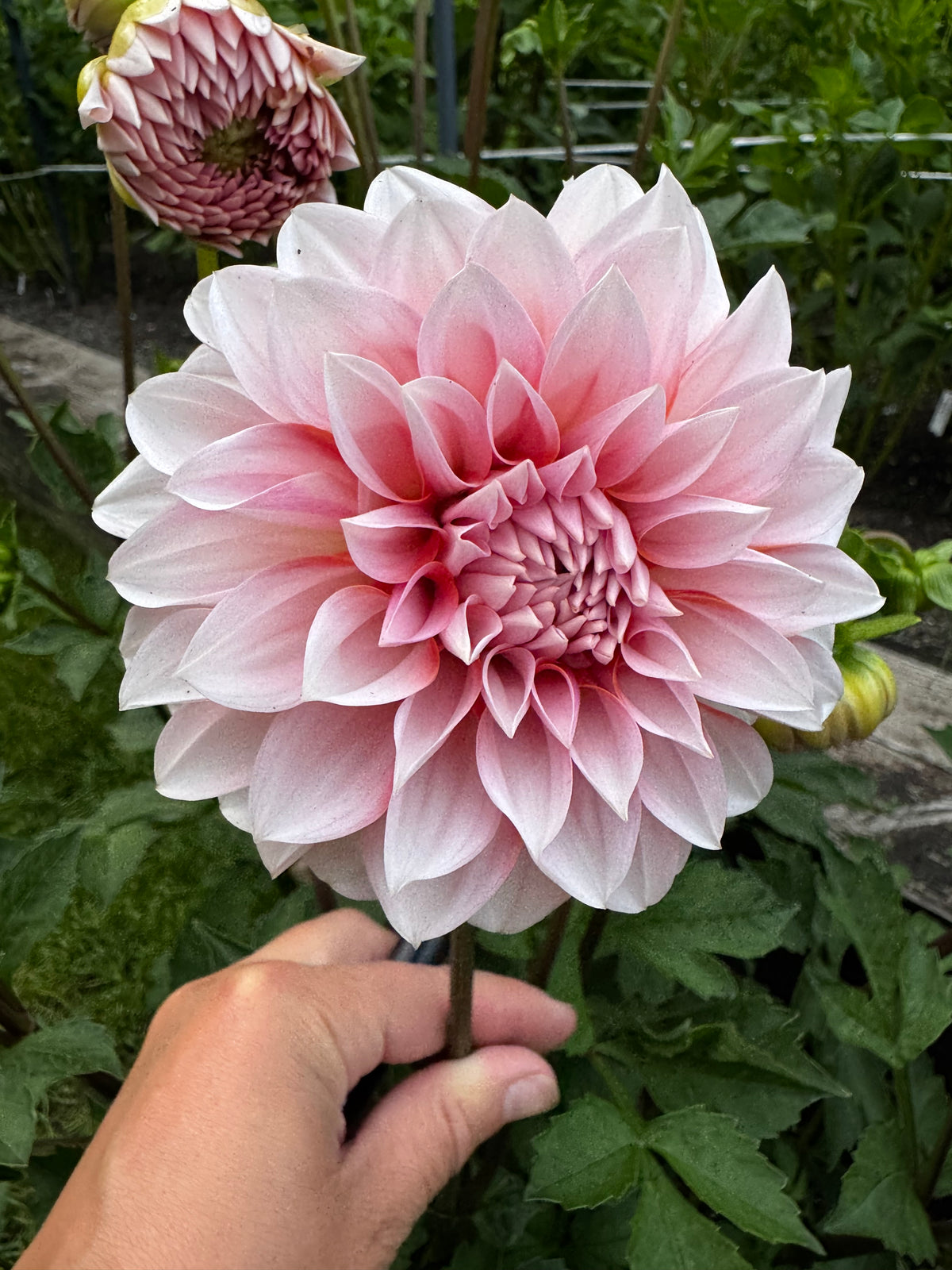 AC Hwy 61 Dahlia Tuber