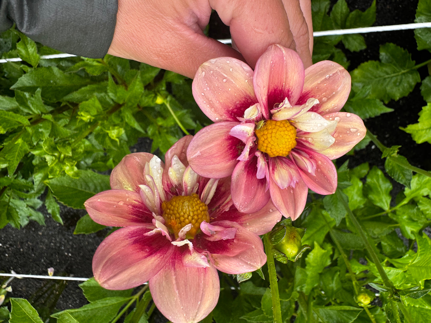 Rhubarb and Custard Dahlia Tuber Limit 1