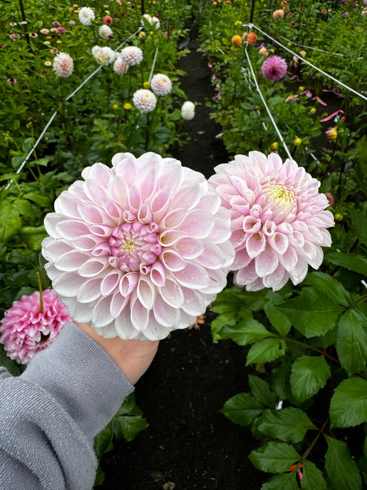 Tahoma Kelli Dahlia Tuber