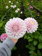 Tahoma Kelli Dahlia Tuber