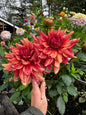 N-Force Dahlia Tuber