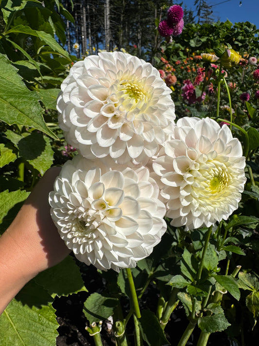 Ferncliff Pearl Dahlia Tuber