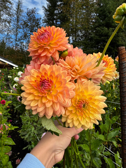 Gabrielle Marie Dahlia Tuber