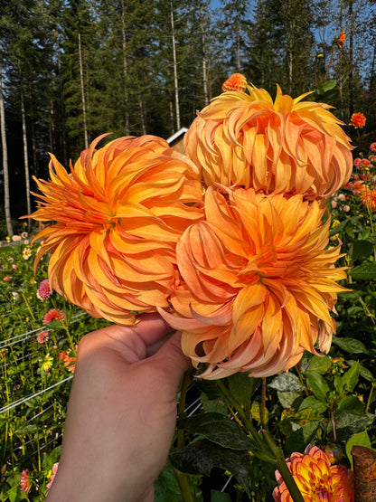 Bloomquist Jean Dahlia Tuber Limit 1