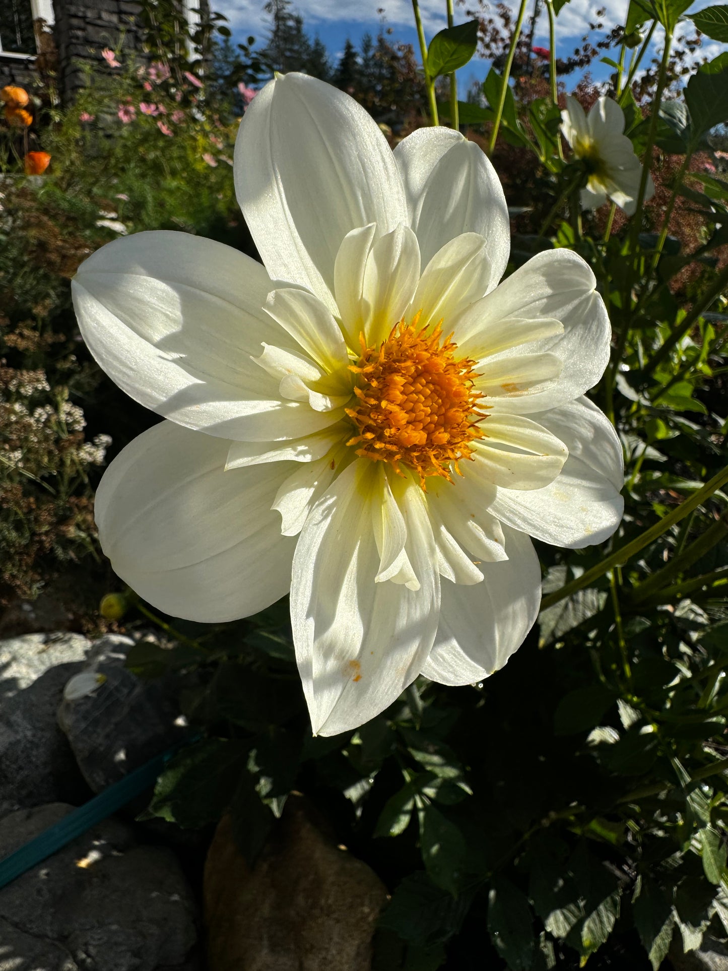 Alpen Cherub Dahlia Tuber