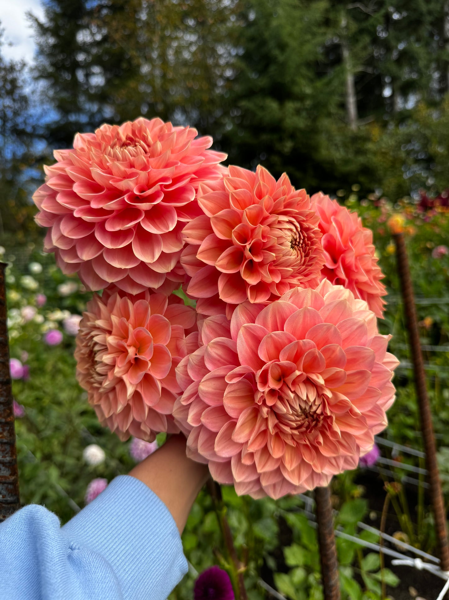 Lakeview Lady Dahlia Tuber Limit 1