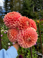 Lakeview Lady Dahlia Tuber Limit 1