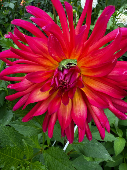 Dragonberry Dahlia Tuber