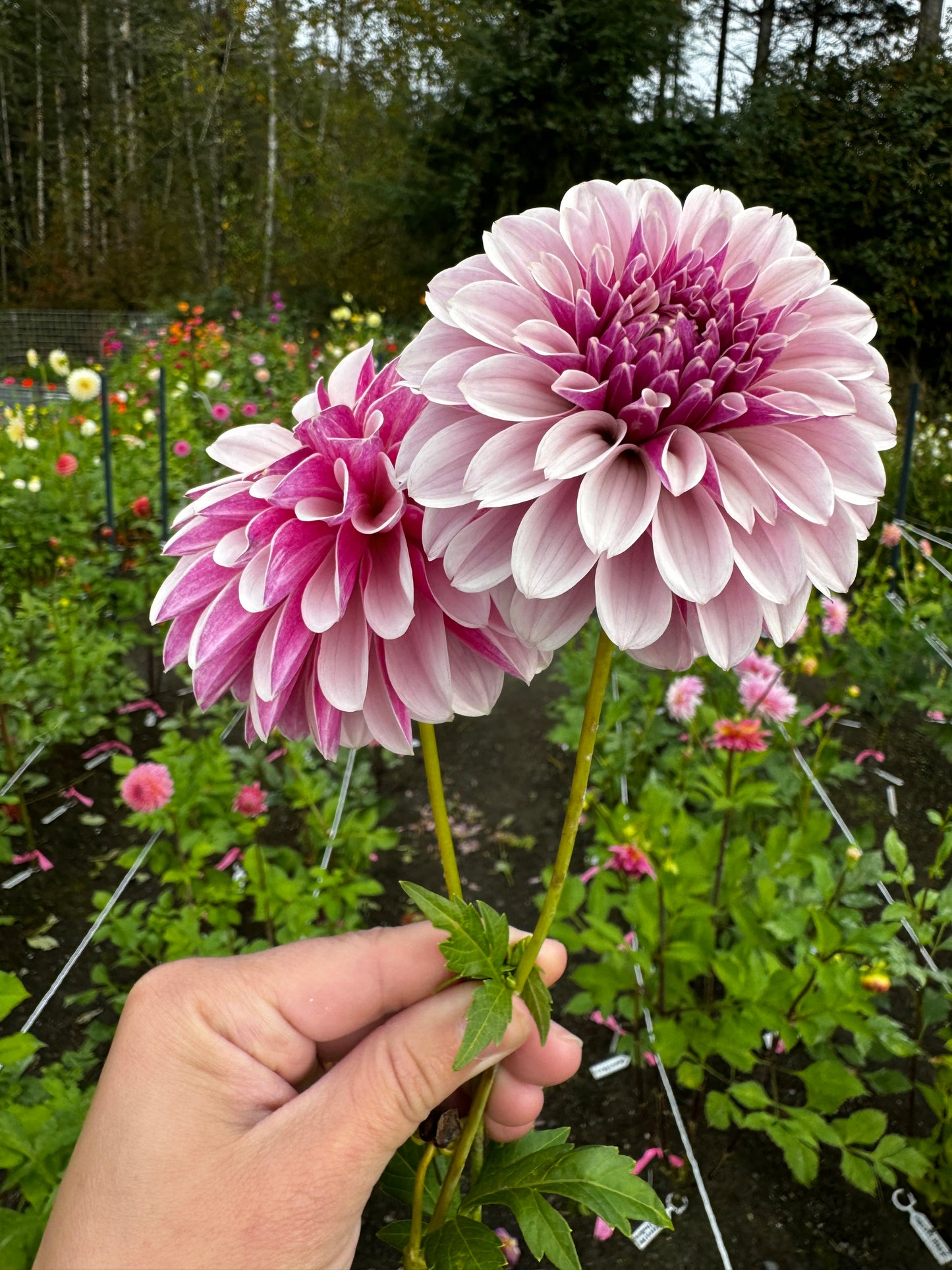 Salish Twilight Girl Dahlia Tuber