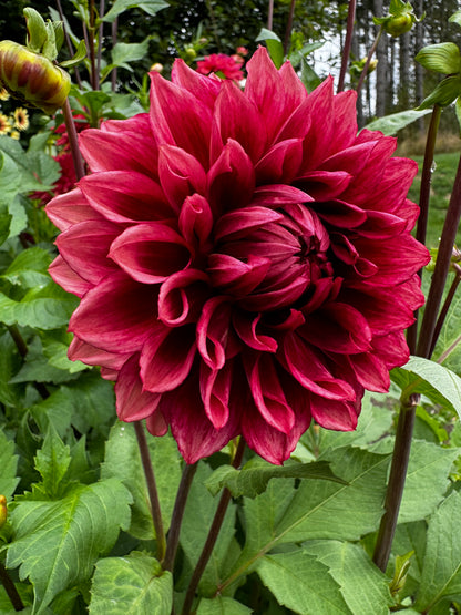 Bloomquist York Dahlia Tuber