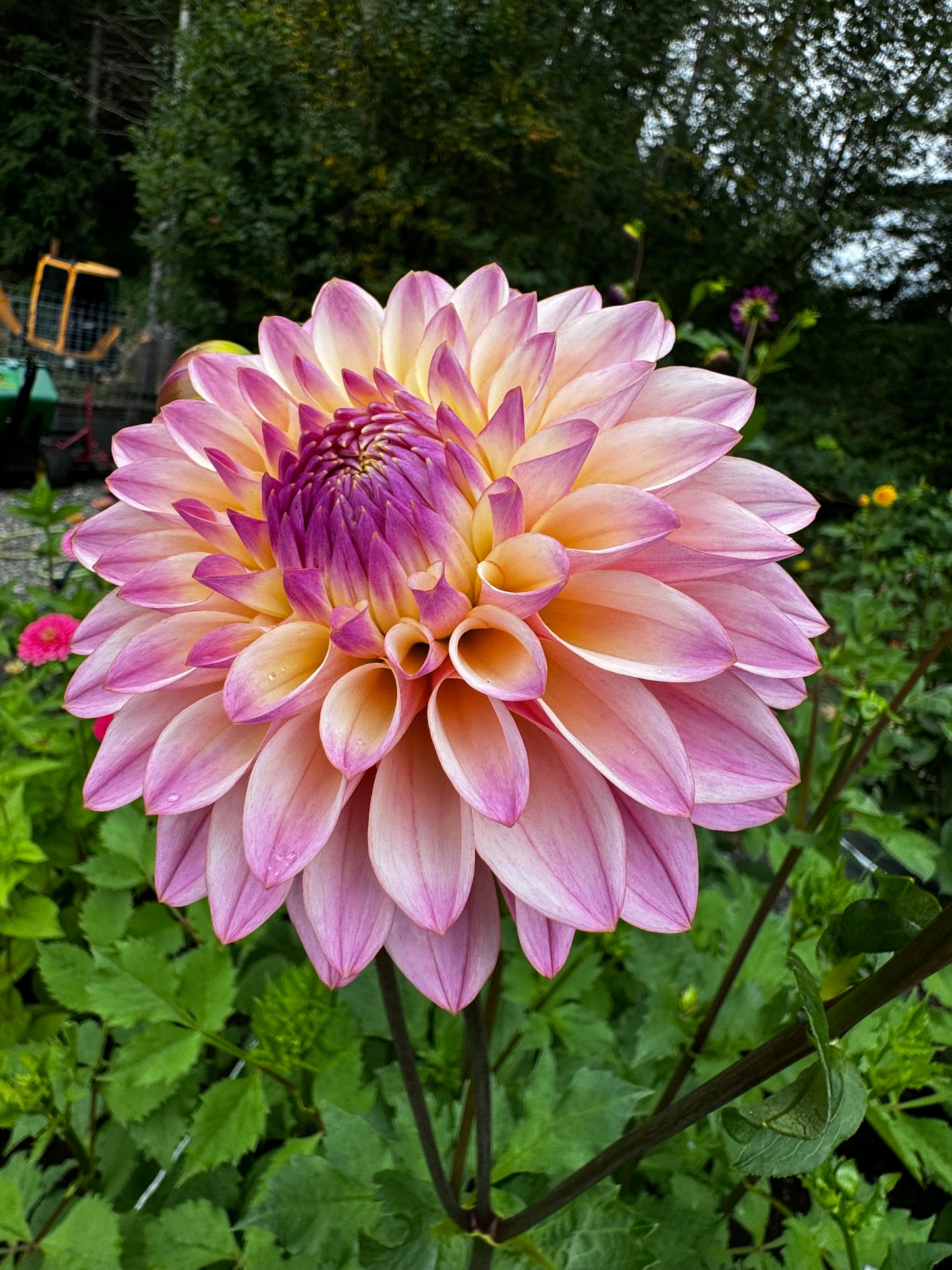 Coralie Dahlia Tuber