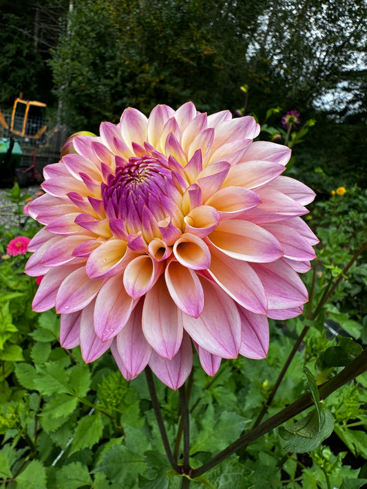 Coralie Dahlia Tuber