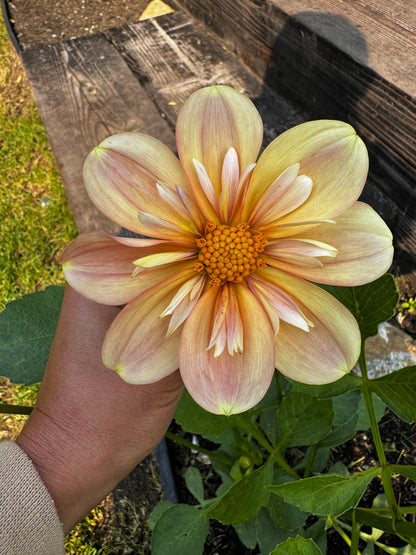 Jacs Butterscotch Dahlia Tuber