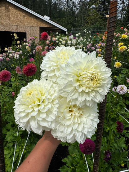 Gitts Attention Dahlia Tuber